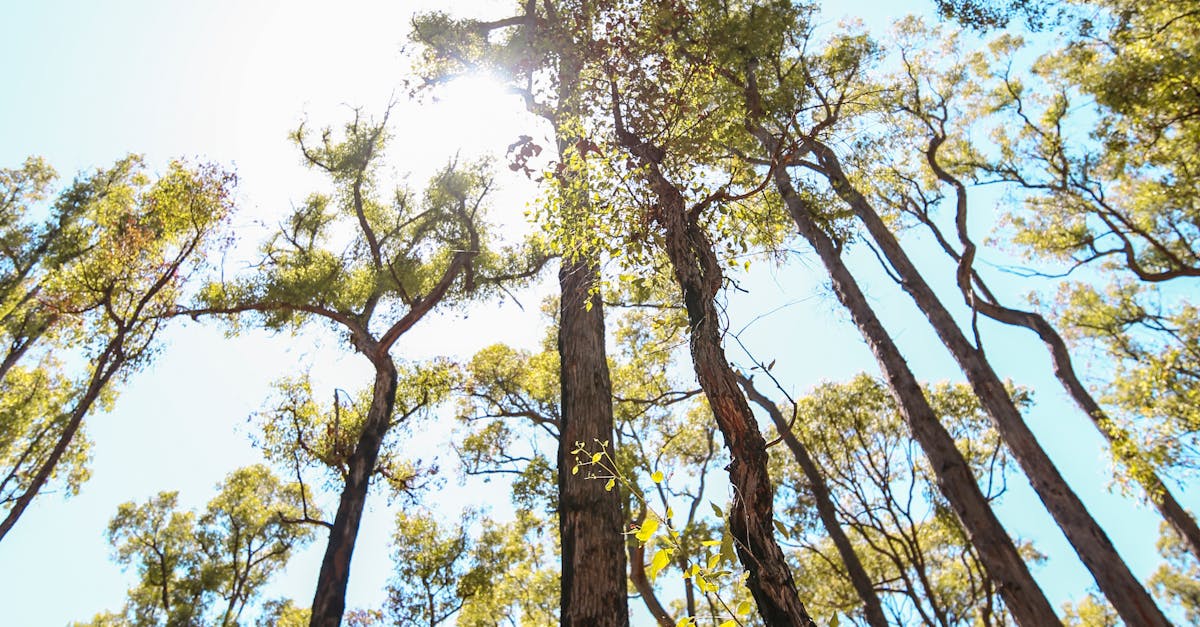 Exceptional Cleanliness and Attention to Detail at Perth Laundromats
