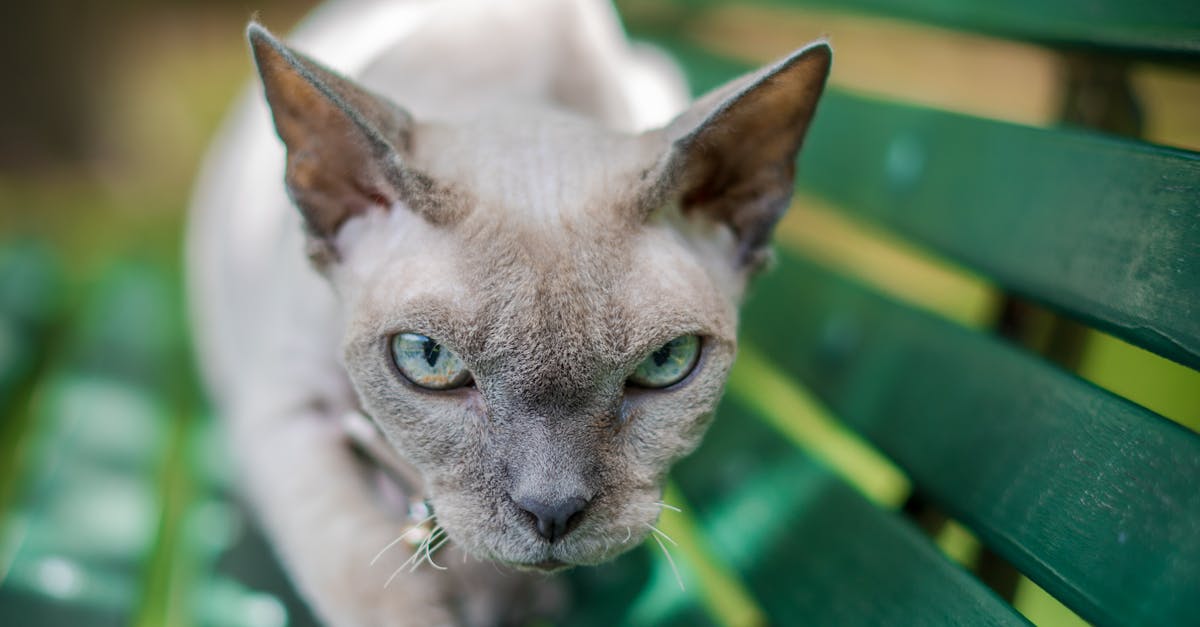 The Importance of Flexible Laundromat Hours for Students in Perth